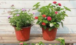 缅北高层爆料视频最新